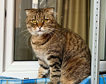 Кошки в Москве: Вислоухий котик Оскар ищет дом, в добрые руки  Мальчик, Бесплатно - фото 6