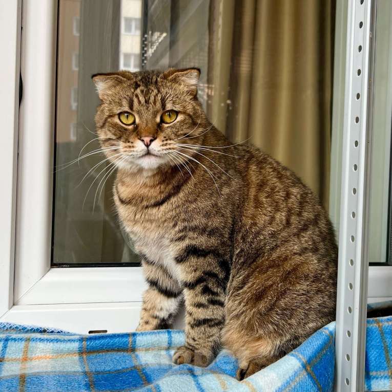 Кошки в Москве: Вислоухий котик Оскар ищет дом, в добрые руки  Мальчик, Бесплатно - фото 6