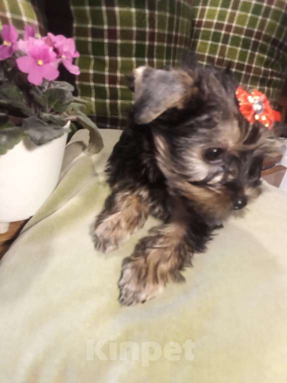 Собаки в Санкт-Петербурге: Щенки йоркширского терьера Девочка, 25 500 руб. - фото 2