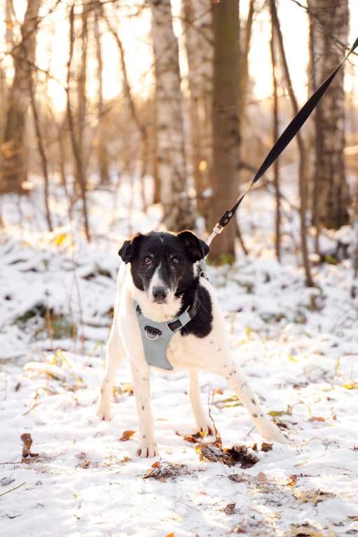Собаки в Москве: Долли Девочка, Бесплатно - фото 9