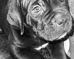 Собаки в Ясногорске: Предлагаются к продаже щенки кане корсо Девочка, 55 000 руб. - фото 9