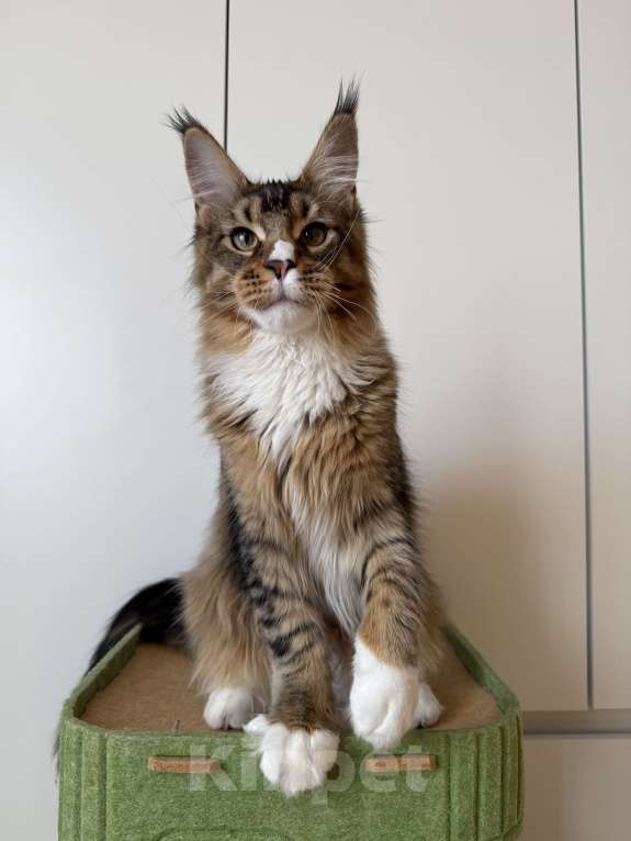 Кошки в Москве: Котенок мейн-кун Мальчик, 35 000 руб. - фото 1