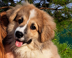 Собаки в Волгодонске: Шикарный мальчишка флаффи Мальчик, 40 000 руб. - фото 1