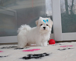 Собаки в Омске: Мальтезе щенок Левгорд Дениска Мальчик, 70 000 руб. - фото 3