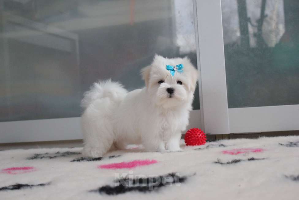 Собаки в Омске: Мальтезе щенок Левгорд Дениска Мальчик, 70 000 руб. - фото 3