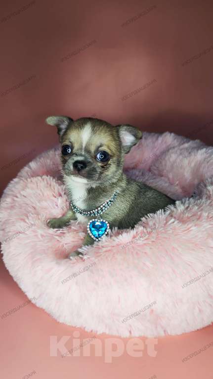 Собаки в Москве: Супер кукольный малыш Мальчик, 50 000 руб. - фото 2