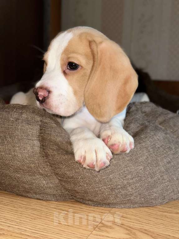 Собаки в Тюмени: Щенок бигль мальчик  Мальчик, 25 000 руб. - фото 3