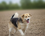 Собаки в Москве: Компанейская Лента ищет хозяина! Девочка, Бесплатно - фото 10