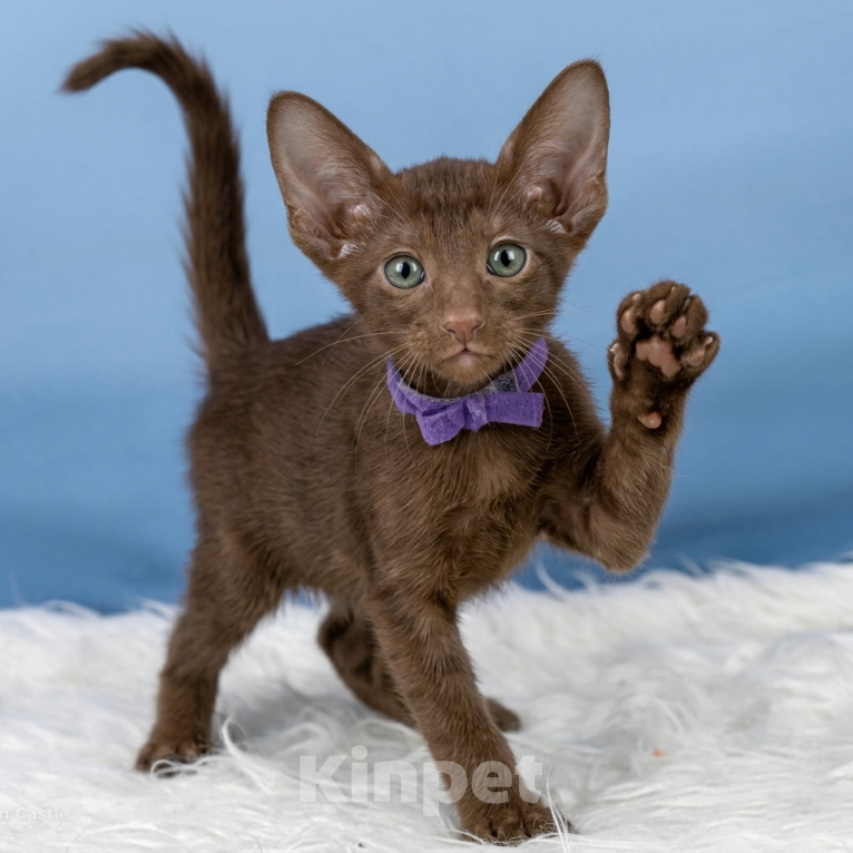 Кошки в Владивостоке: продаются котята ориентальной породы Мальчик, 30 000 руб. - фото 2