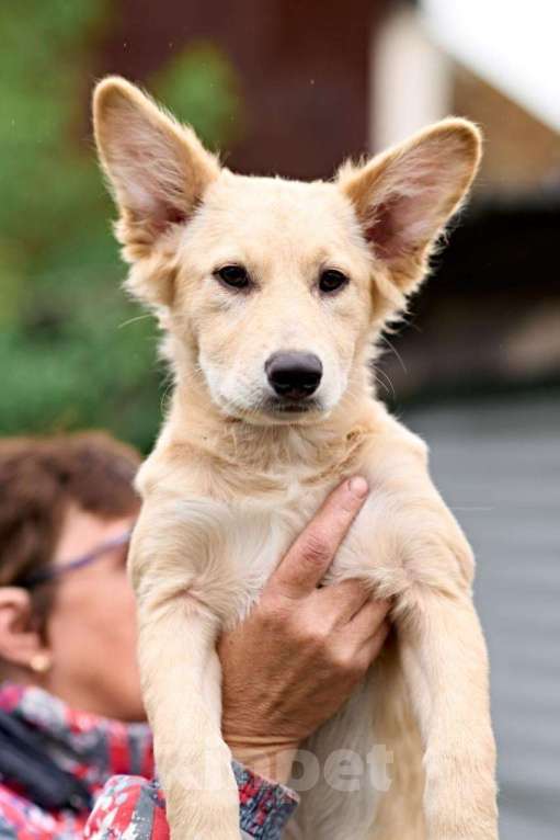 Собаки в Ногинске: Малышка Персея в поисках семьи Девочка, Бесплатно - фото 3