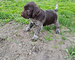 Собаки в Брянске: Продам щенка дратхаара, возраст 1 месяц и неделя Мальчик, 8 000 руб. - фото 1