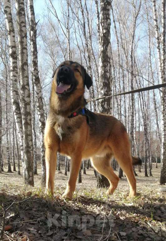 Собаки в Москве: Шериф Великолепный в Хорошие руки! Мальчик, Бесплатно - фото 3