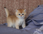 Кошки в Волгодонске: Котёнок Британский Мальчик, 10 000 руб. - фото 1