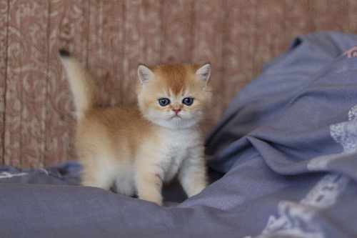 Объявление: Котёнок Британский, 10 000 руб., Волгодонск