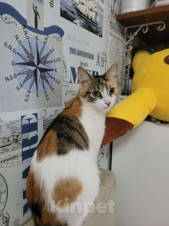 Кошки в Москве: Котенок в добрые руки Девочка, Бесплатно - фото 8