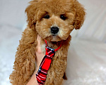 Собаки в Москве: Мальтипу Тедди мальчик  Мальчик, 140 000 руб. - фото 1