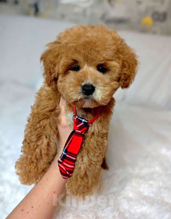 Собаки в Москве: Мальтипу Тедди мальчик  Мальчик, 140 000 руб. - фото 1