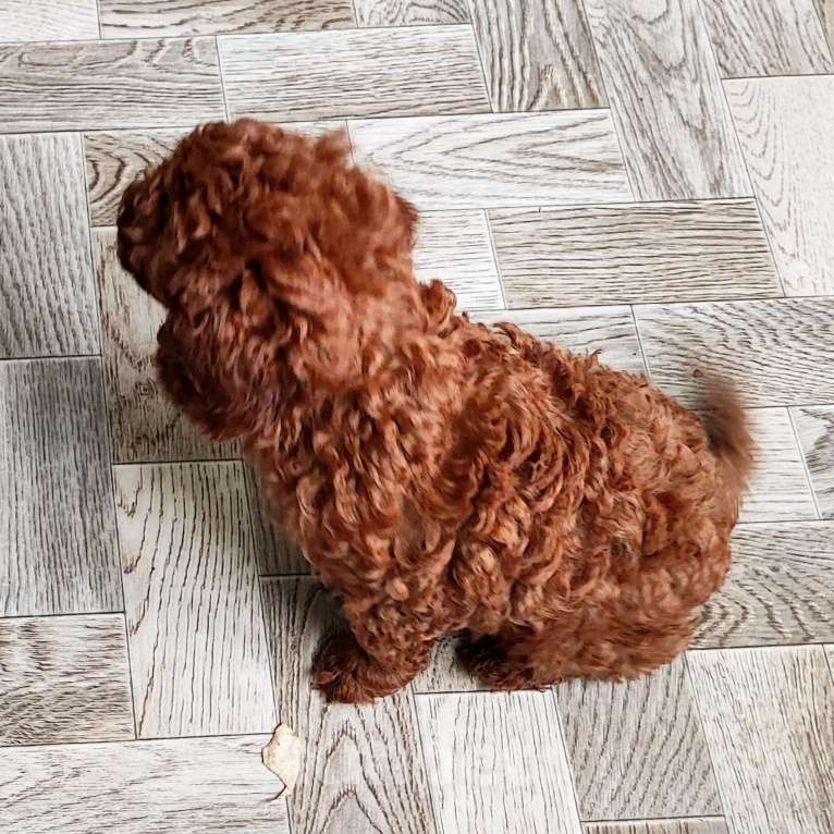 Собаки в Брянске: Той-пудель, щенки Девочка, 50 000 руб. - фото 4