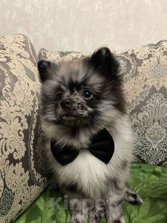 Собаки в Москве: Мальчик малого немецкого шпица  Мальчик, 20 000 руб. - фото 4