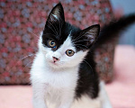 Кошки в Химках: Котёнок в добрые руки Мальчик, Бесплатно - фото 4