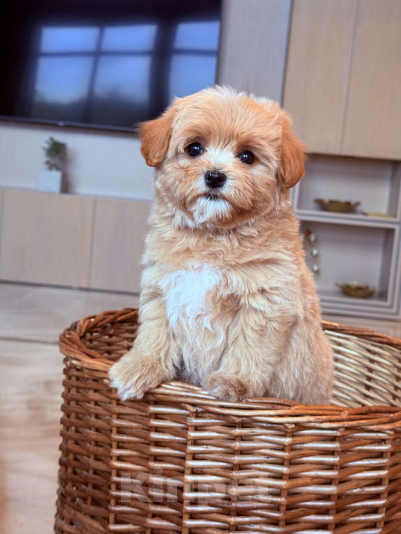 Собаки в других городах Московской области: Мальтипу мини f 1 Мальчик, 200 000 руб. - фото 6