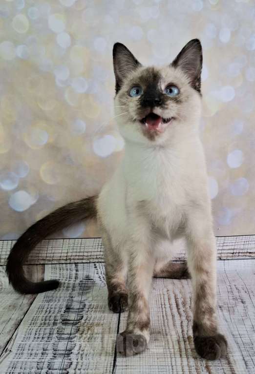 Кошки в Москве: Голубоглазый котёнок в добрые руки  Девочка, Бесплатно - фото 7