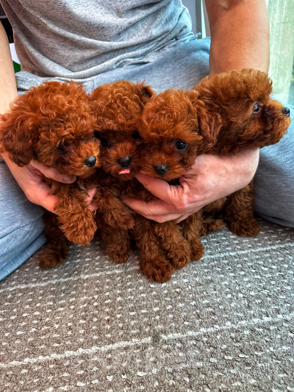 Собаки в Москве: Тикап тедди пудель Китай Девочка, 200 000 руб. - фото 8