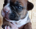 Собаки в Стерлитамаке: Французский бульдог щенки Девочка, 25 000 руб. - фото 7
