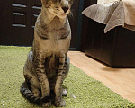 Кошки в Люберцах: Кот приглашает кошку на вязку, 1 руб. - фото 1