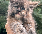 Кошки в Санкт-Петербурге: Котята Мейн Кун Мальчик, 45 000 руб. - фото 1