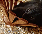 Кошки в Москве: Черный котик Лаки, 2 мес, снимет негатив и принесет благополучие в дом Мальчик, Бесплатно - фото 1
