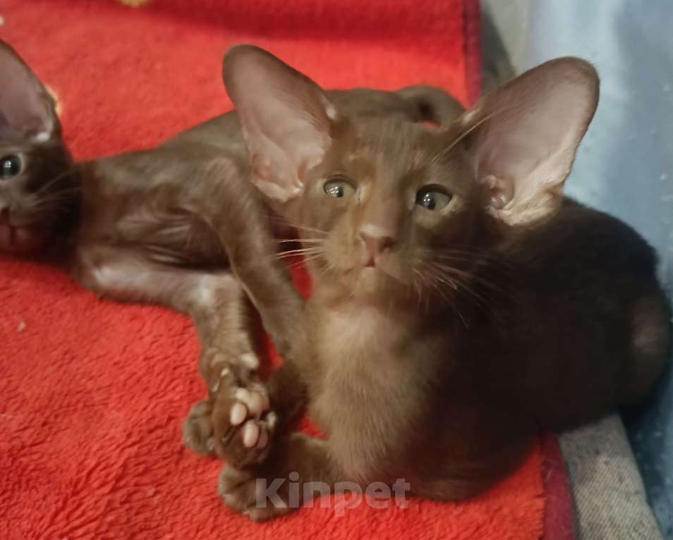 Кошки в Подольске: Ориентальный мальчик Мальчик, 50 000 руб. - фото 1