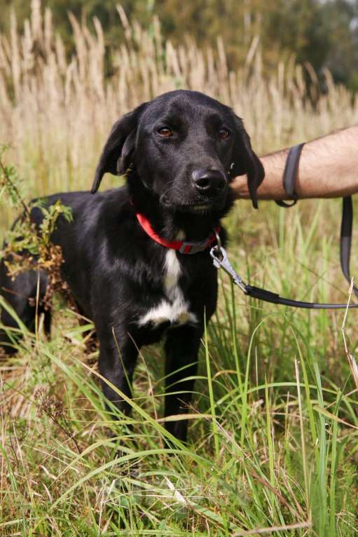 Собаки в Москве: Берта Девочка, Бесплатно - фото 6