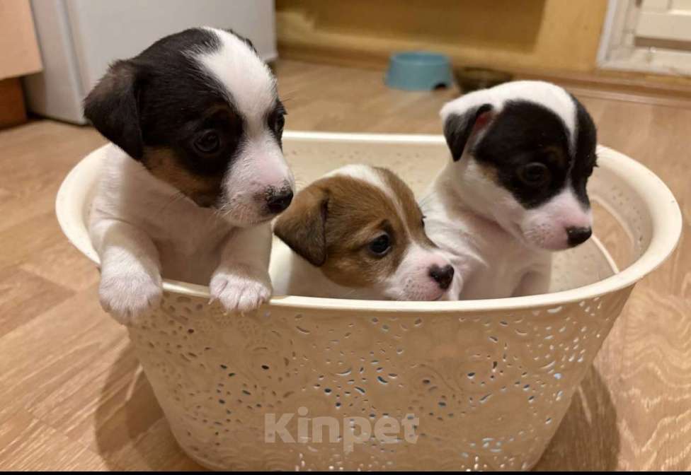 Собаки в Санкт-Петербурге: Щенки Джек Рассел терьер (мальчик) Мальчик, 35 000 руб. - фото 4