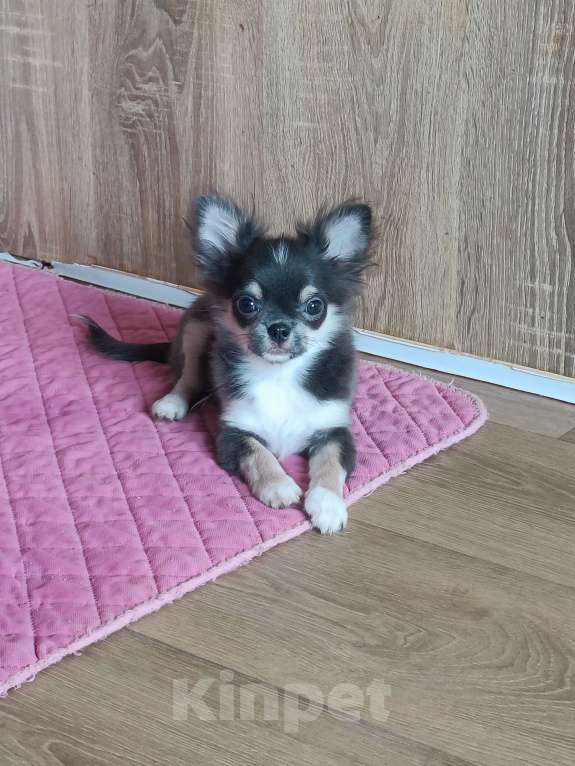 Собаки в Москве: Красавчик расписного окраса Мальчик, 65 000 руб. - фото 2