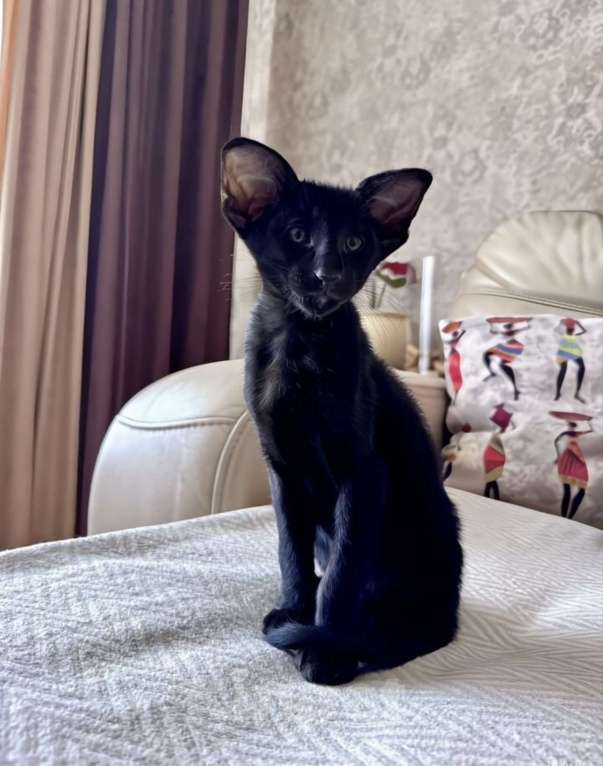 Кошки в Клине: Кот Ориентальной породы приглашает кошку для вязки Мальчик, 1 руб. - фото 5