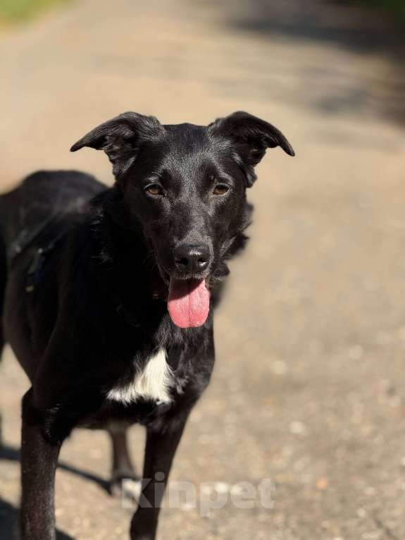 Собаки в Москве: Малышка Мята в добрые руки Девочка, Бесплатно - фото 3