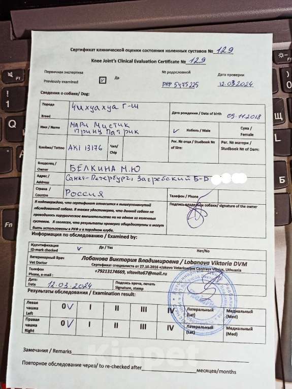 Собаки в Санкт-Петербурге: Микро чихуахуа 220 грамм Геркулес Мальчик, 150 000 руб. - фото 8