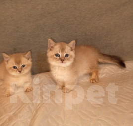 Кошки в Москве: Котенок с короткими лапками Разнополые, 29 900 руб. - фото 1