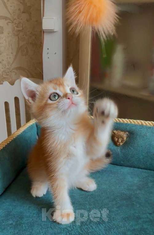 Кошки в Москве: Консул Мальчик, 45 000 руб. - фото 3