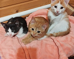 Кошки в Выборге: Котята Мальчик, 10 руб. - фото 1
