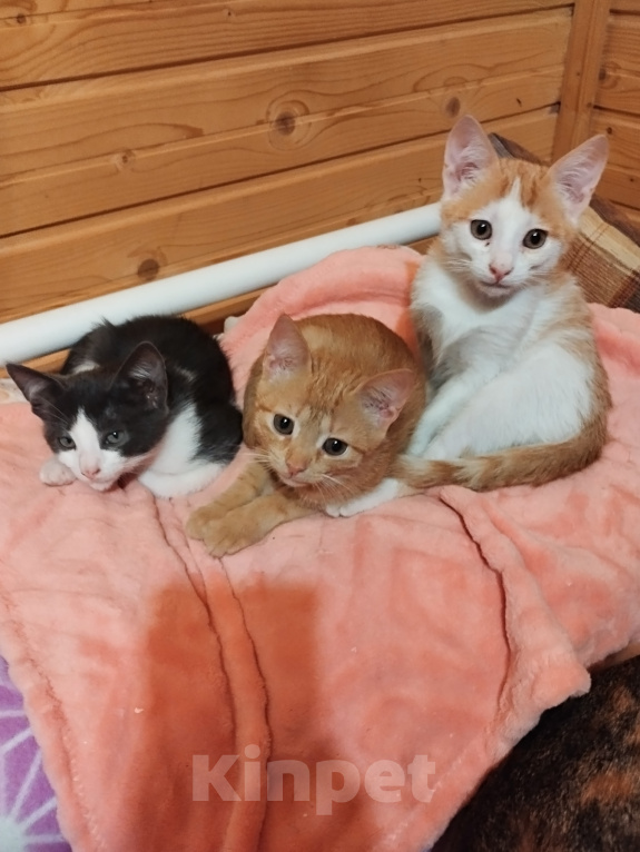 Кошки в Выборге: Котята Мальчик, 10 руб. - фото 1