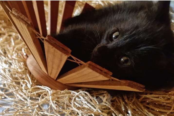 Кошки в Москве: Черный котик Лаки, 2 мес, снимет негатив и принесет благополучие в дом Мальчик, Бесплатно - фото 1