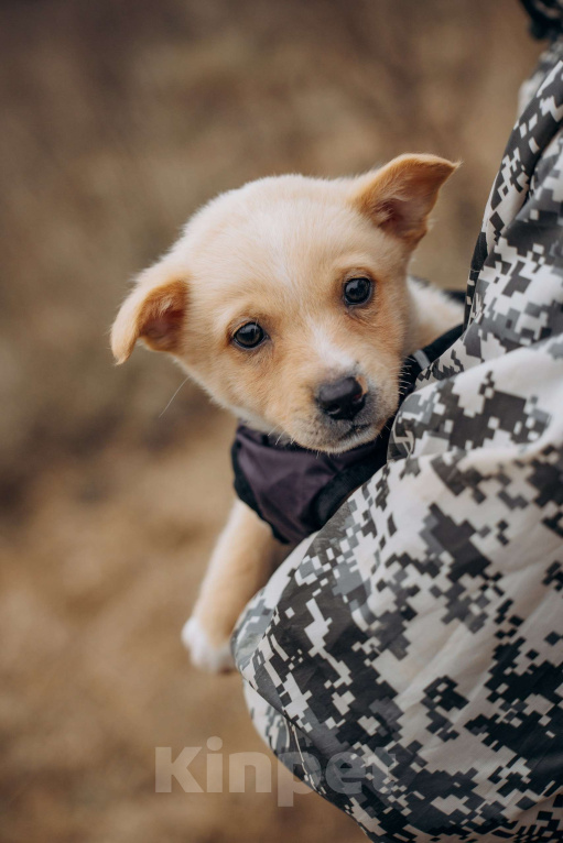 Собаки в Москве: Щенок из приюта ищет дом и семью! Мальчик, Бесплатно - фото 8