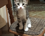 Кошки в Новороссийске: Котёнок в добрые руки Девочка, Бесплатно - фото 2
