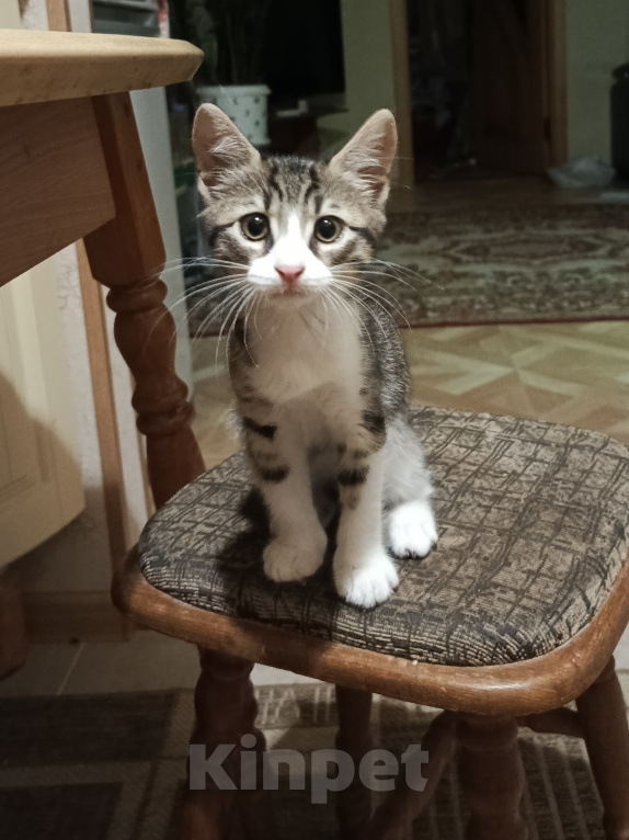 Кошки в Новороссийске: Котёнок в добрые руки Девочка, Бесплатно - фото 2