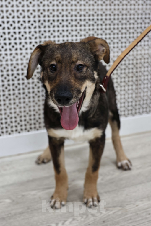 Собаки в Москве: Щенки бесплатно в Москве Девочка, Бесплатно - фото 7