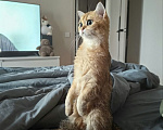 Кошки в Сергиеве Посаде: Чистокровный шотландский котенок с отличной родословной Девочка, 30 000 руб. - фото 3