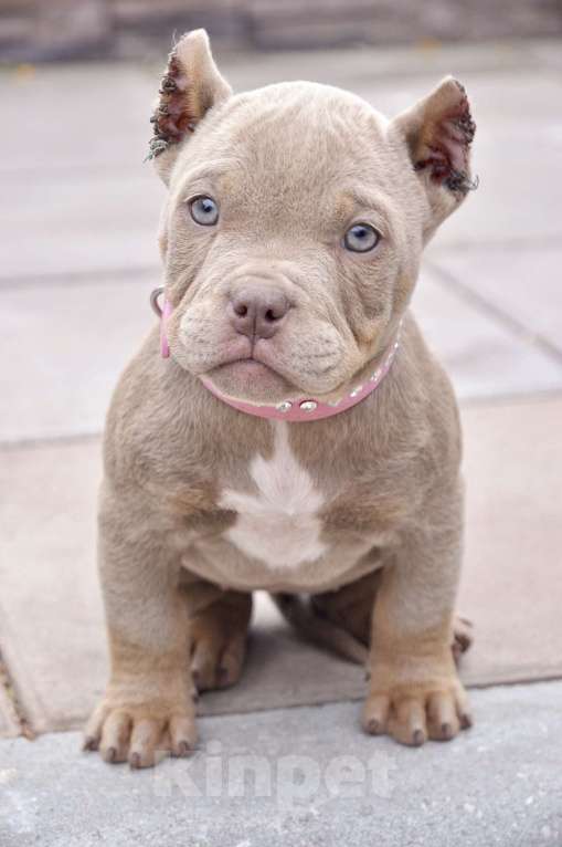 Собаки в Москве: Красотка американский булли Девочка, 80 000 руб. - фото 2