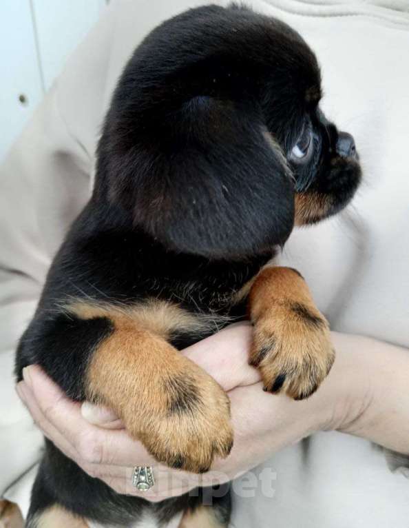 Собаки в Туле: Щенки метисы Мальчик, 14 999 руб. - фото 2